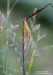 vřetenuška obecná (Motýli), Zygaena filipendulae (Lepidoptera)